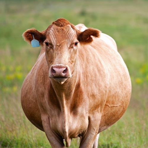 Product-Gallery-Pregant-Cow-1