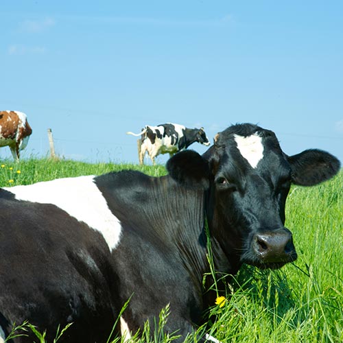 Pregnant Cow - Livestock Wealth