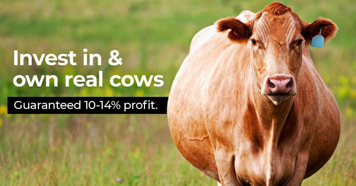 Pregnant Cow Livestock Wealth