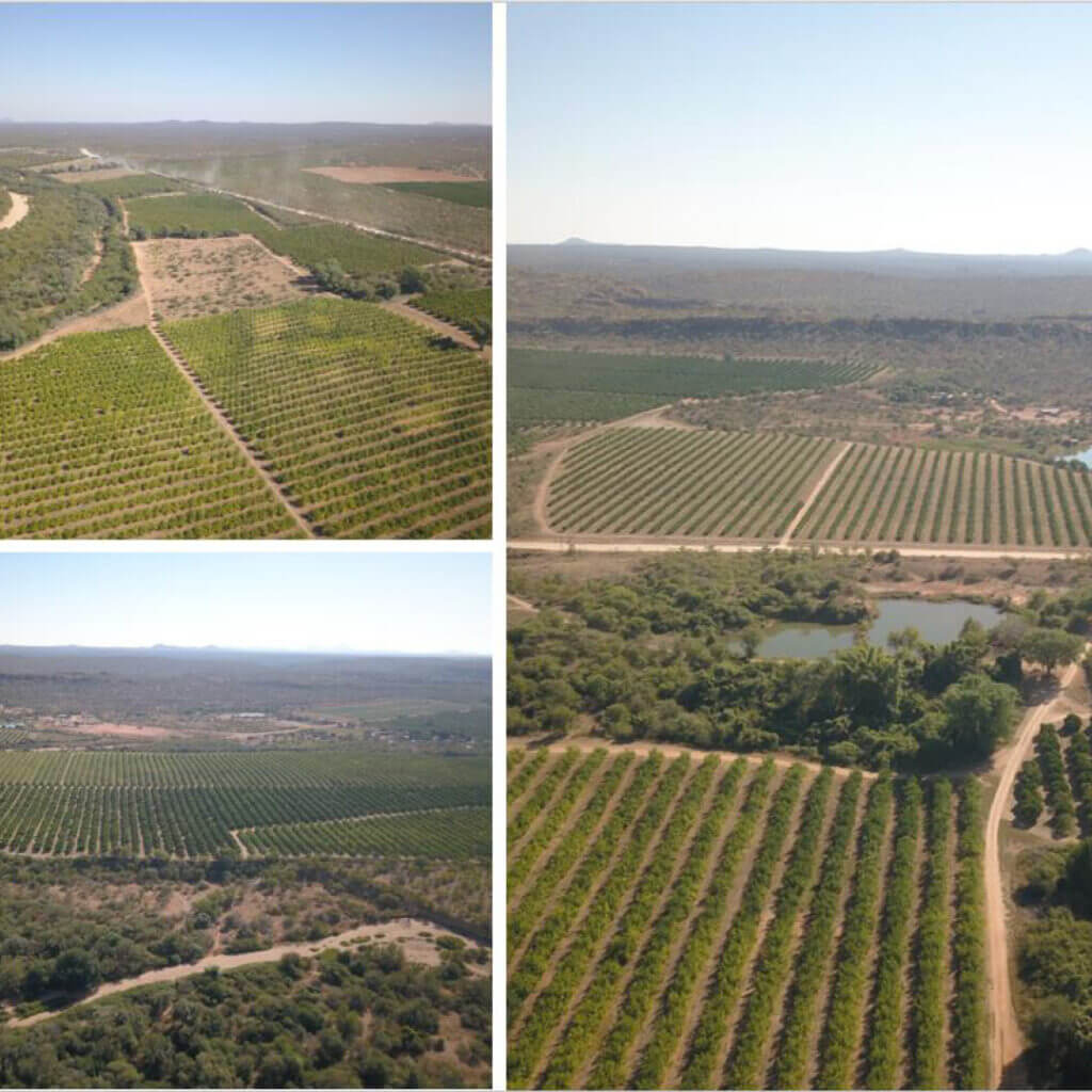 Musina Farm