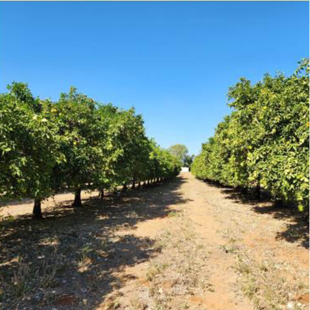 Musina Farm10