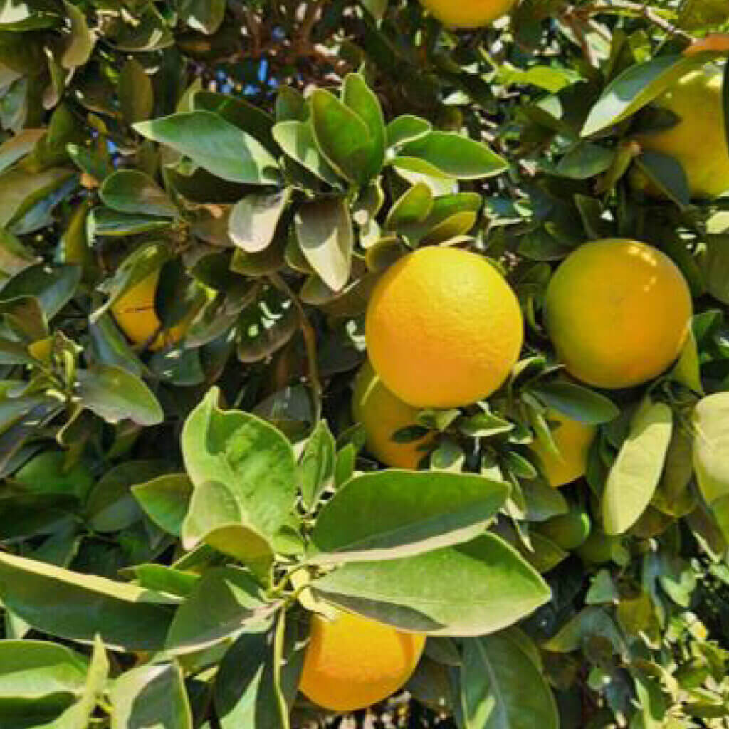 Musina Farm6