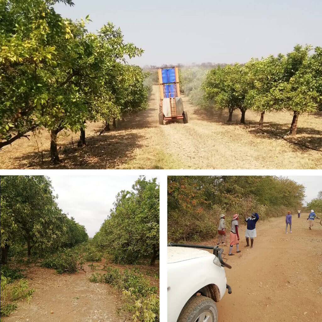 Land-pruning