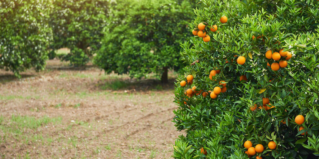 livestock-wealth-orange-farmland-bg
